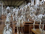 galerie de paleontologie et de anatomie comparee 5-2013 1244